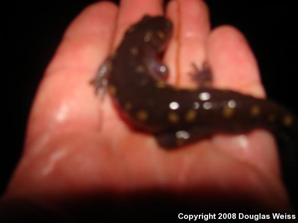 Spotted Salamander (Ambystoma maculatum)