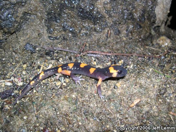 Large-blotched Ensatina (Ensatina eschscholtzii klauberi)