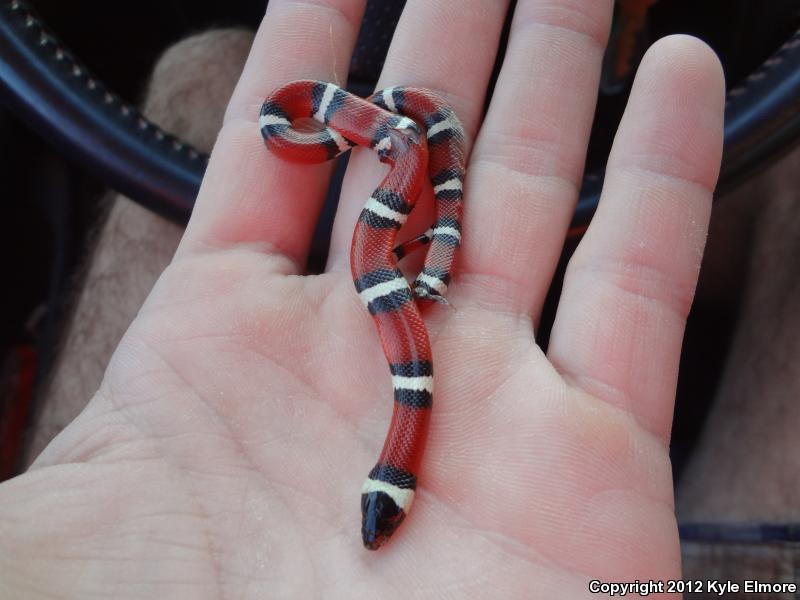 Louisiana Milksnake (Lampropeltis triangulum amaura)