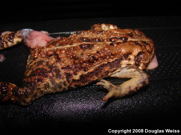 American Toad (Anaxyrus americanus)