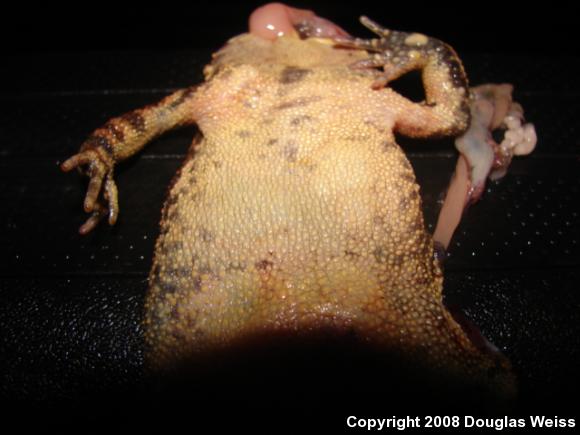 American Toad (Anaxyrus americanus)