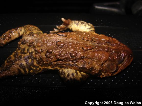 American Toad (Anaxyrus americanus)