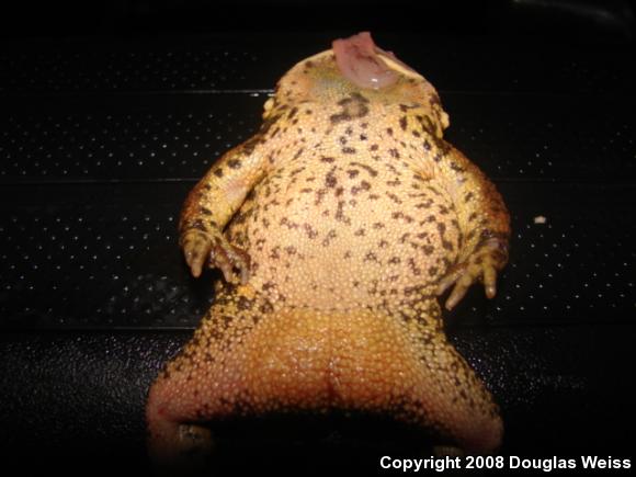 American Toad (Anaxyrus americanus)