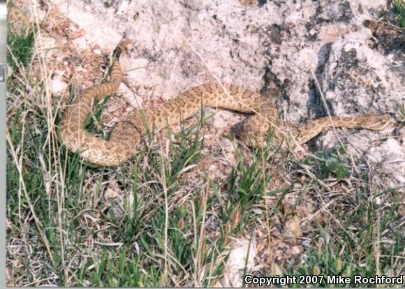 Green Prairie Rattlesnake (Crotalus viridis viridis)