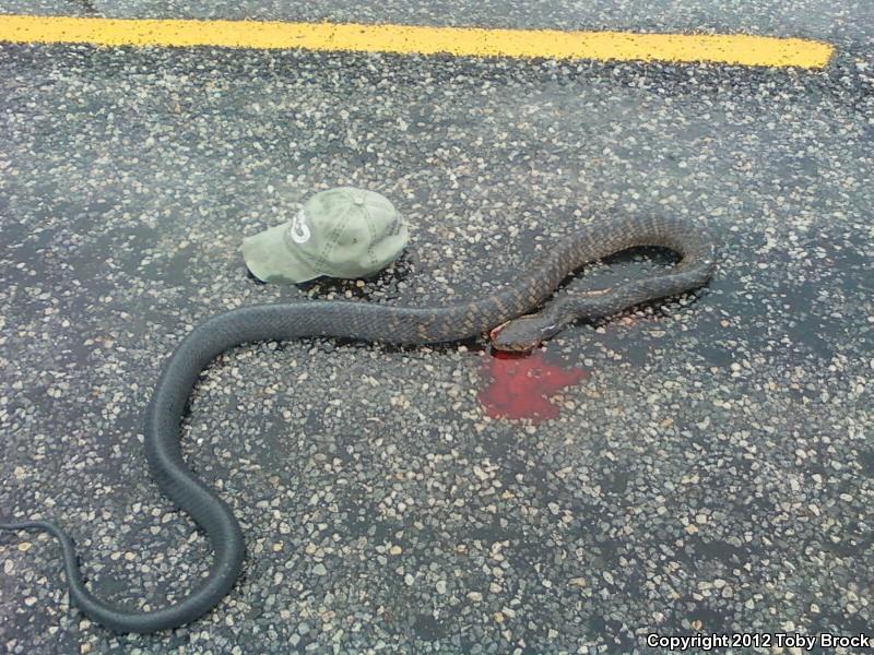 Texas Indigo Snake (Drymarchon melanurus erebennus)