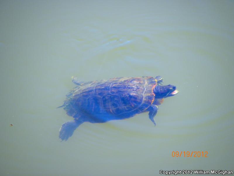 Cumberland Slider (Trachemys scripta troostii)