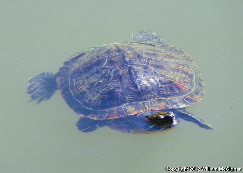 Cumberland Slider (Trachemys scripta troostii)