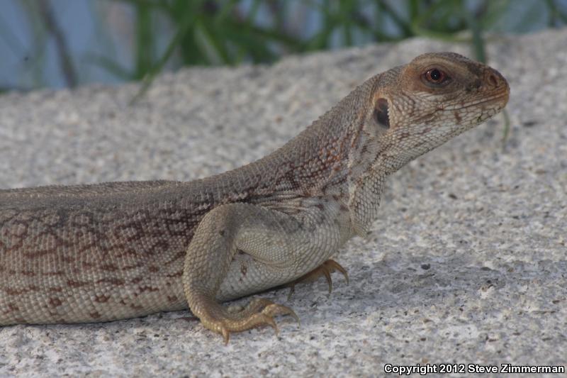 San Lucan Desert Iguana (Dipsosaurus dorsalis lucasensis)