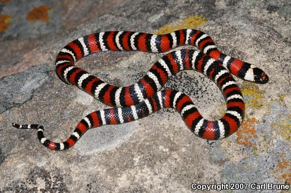 Coast Mountain Kingsnake (Lampropeltis zonata multifasciata)