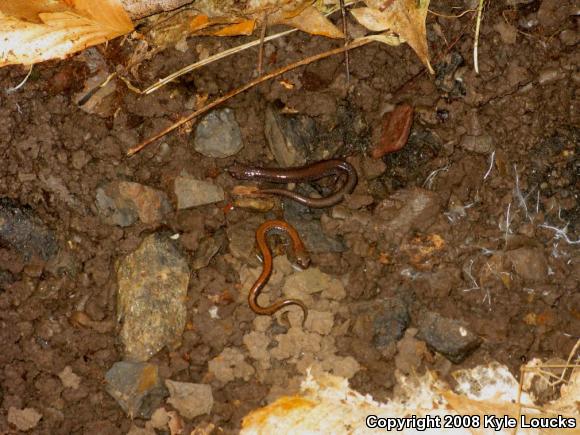 Eastern Red-backed Salamander (Plethodon cinereus)