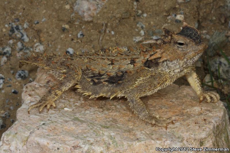 Cape Horned Lizard (Phrynosoma coronatum)