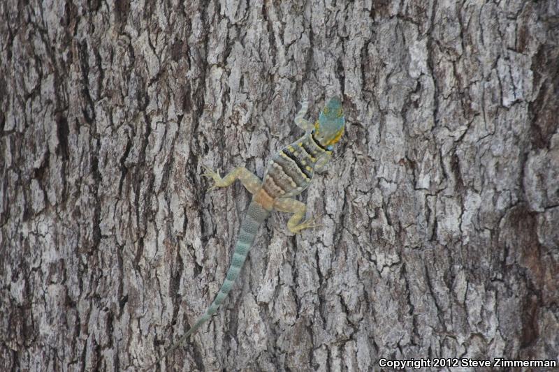 San Lucan Rock Lizard (Petrosaurus thalassinus)