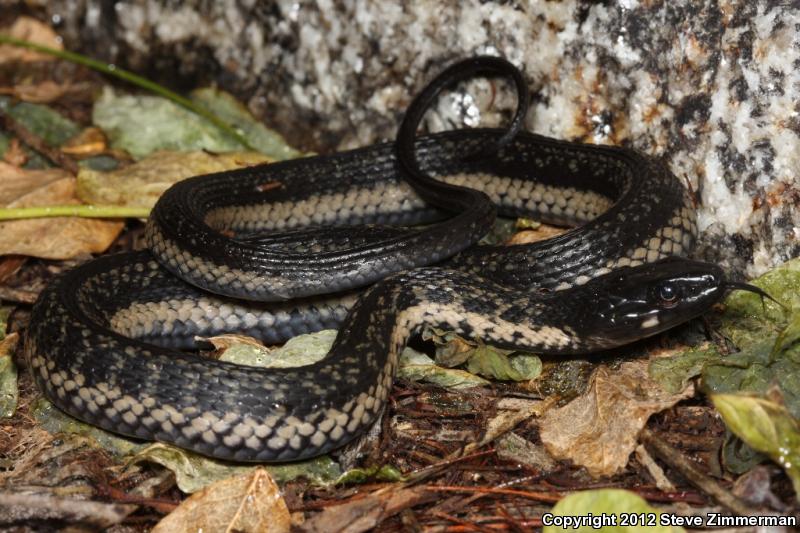 Cape Gartersnake (Thamnophis validus celaeno)