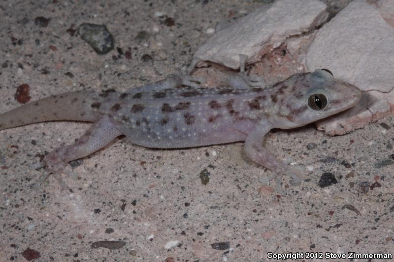 Xantus Leaf-toed Gecko (Phyllodactylus xanti)