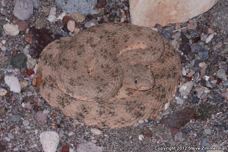 San Lucan Speckled Rattlesnake (Crotalus mitchellii mitchellii)