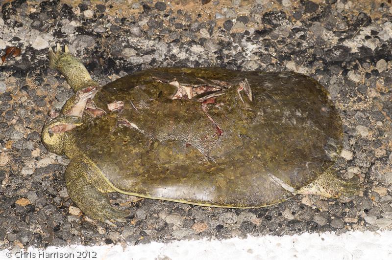 Guadalupe Spiny Softshell (Apalone spinifera guadalupensis)