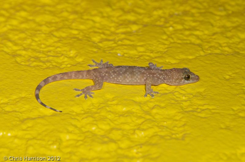 Turkish House Gecko (Hemidactylus turcicus turcicus)