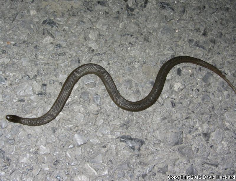 Delta Crayfish Snake (Regina rigida deltae)