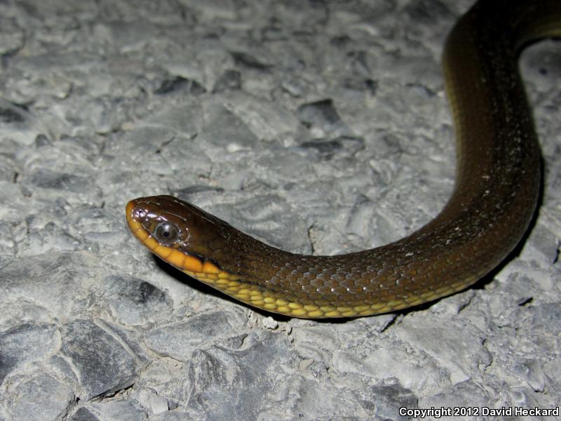 Delta Crayfish Snake (Regina rigida deltae)