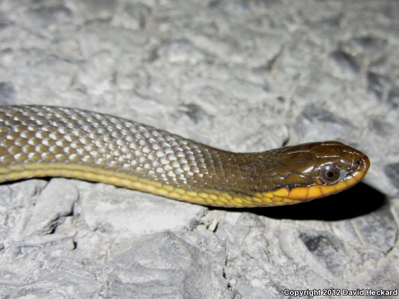 Delta Crayfish Snake (Regina rigida deltae)