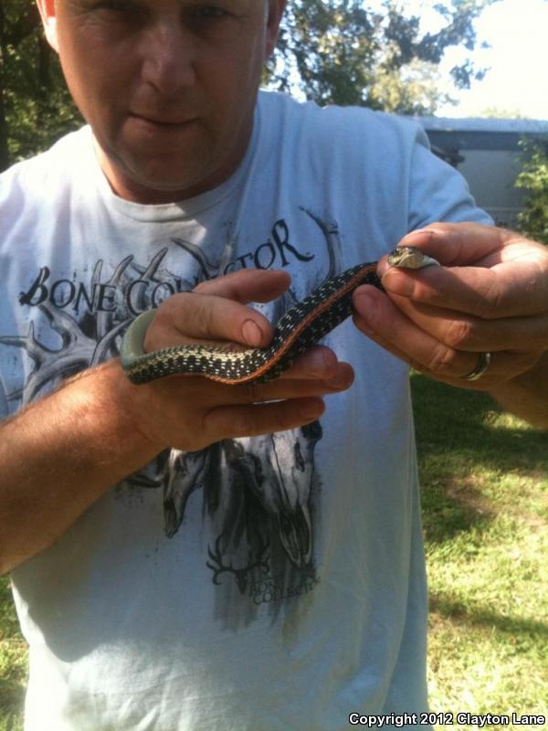 Texas Gartersnake (Thamnophis sirtalis annectens)