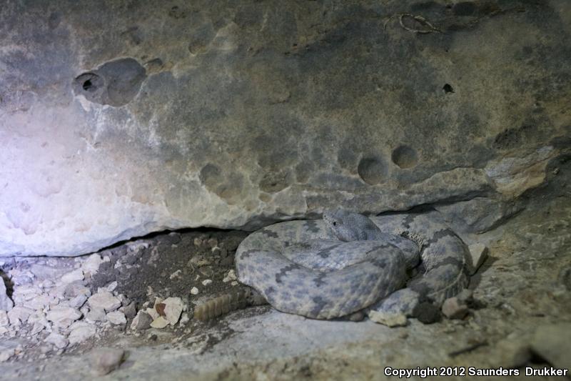 Mottled Rock Rattlesnake (Crotalus lepidus lepidus)