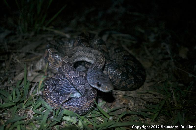 Baird's Ratsnake (Pantherophis bairdi)