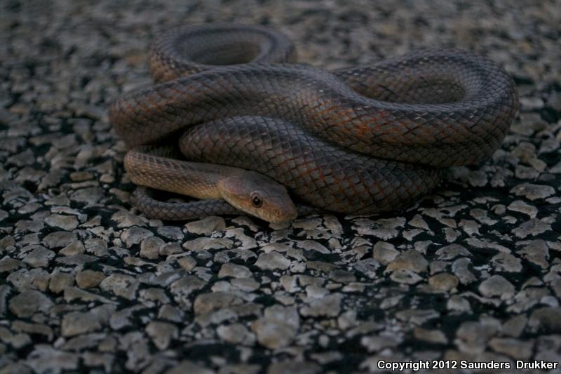 Baird's Ratsnake (Pantherophis bairdi)