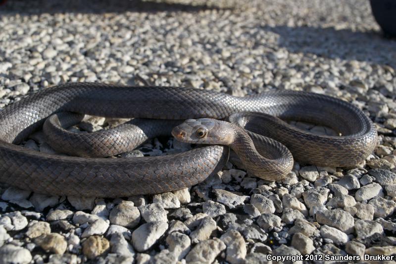 Baird's Ratsnake (Pantherophis bairdi)