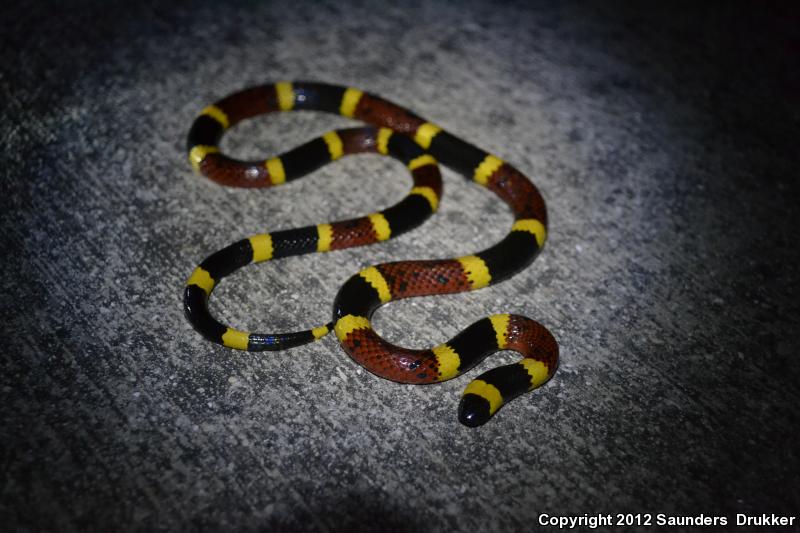 Texas Coralsnake (Micrurus tener tener)