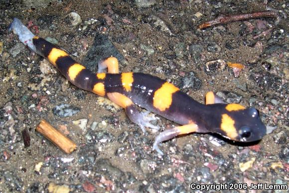 Large-blotched Ensatina (Ensatina eschscholtzii klauberi)