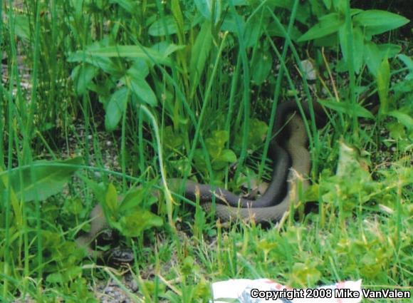 Northern Watersnake (Nerodia sipedon sipedon)