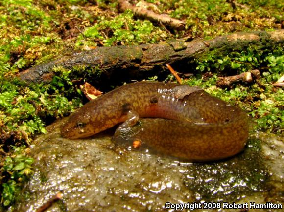 Northern Spring Salamander (Gyrinophilus porphyriticus porphyriticus)