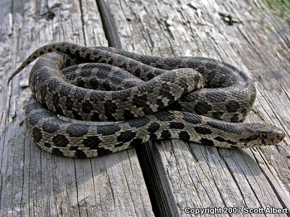 Western Foxsnake (Pantherophis vulpinus)