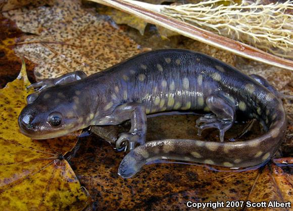 Eastern Tiger Salamander (Ambystoma tigrinum tigrinum)