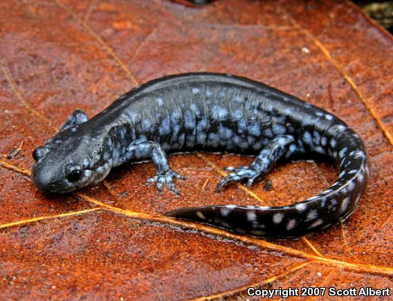 Blue-spotted Salamander (Ambystoma laterale)