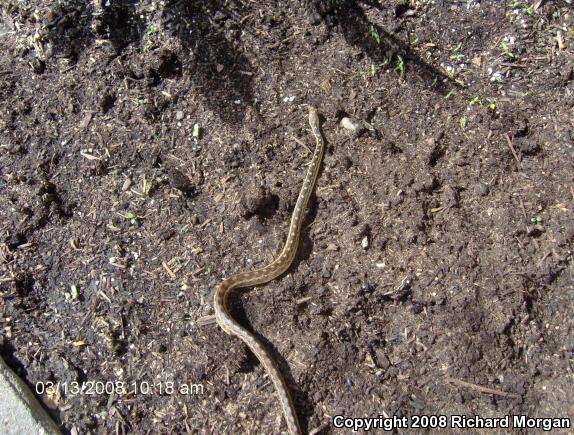 San Diego Gopher Snake (Pituophis catenifer annectens)