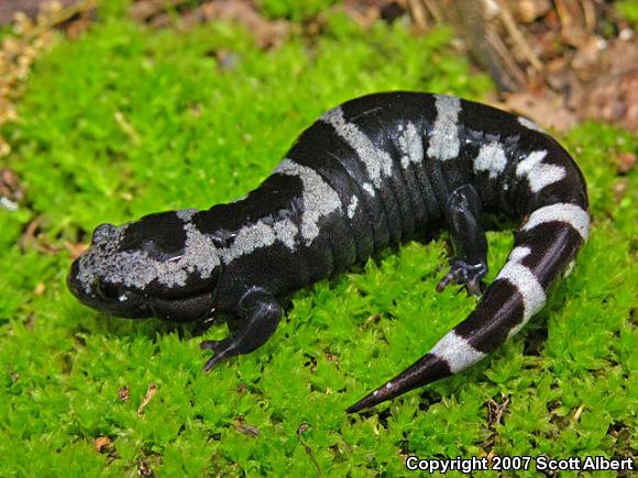 Marbled Salamander (Ambystoma opacum)