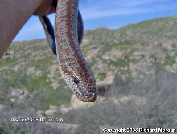 Coastal Rosy Boa (Lichanura trivirgata roseofusca)