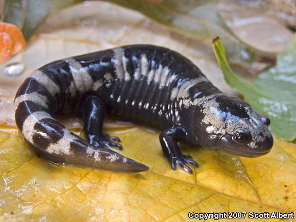 Marbled Salamander (Ambystoma opacum)