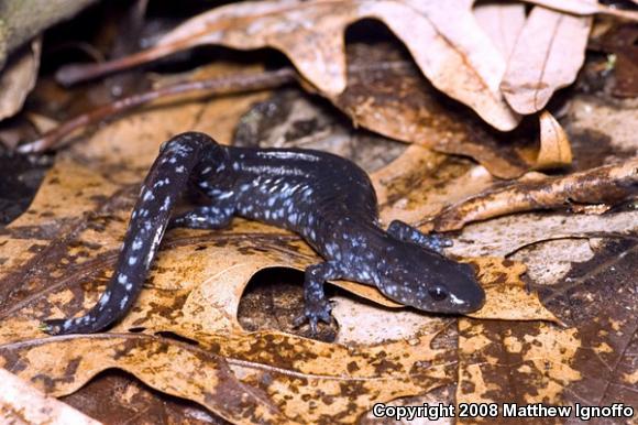 Blue-spotted Salamander (Ambystoma laterale)