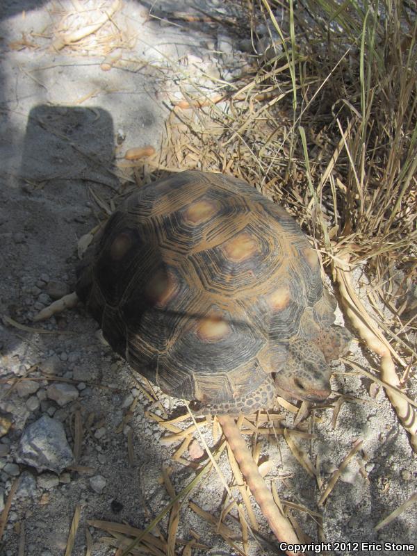 Texas Tortoise (Gopherus berlandieri)