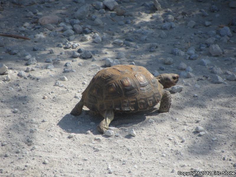 Texas Tortoise (Gopherus berlandieri)