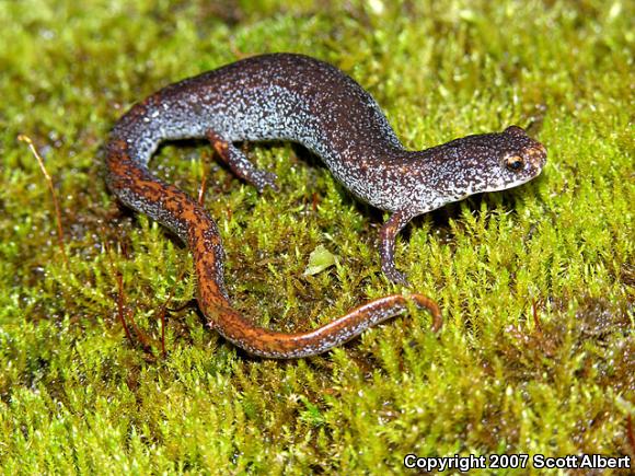 Four-toed Salamander (Hemidactylium scutatum)