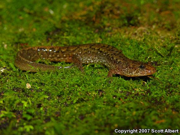 Northern Dusky Salamander (Desmognathus fuscus)