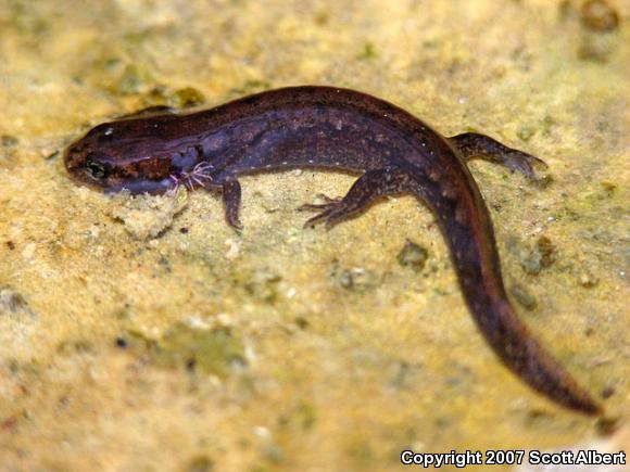 Northern Dusky Salamander (Desmognathus fuscus)