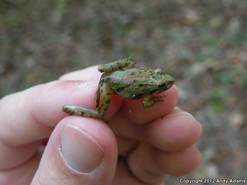 Northern Cricket Frog (Acris crepitans)