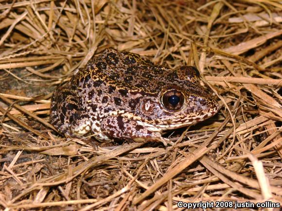 Florida Gopher Frog (Lithobates capito aesopus)