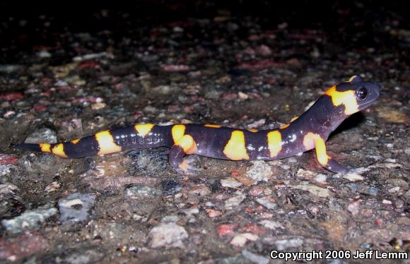 Large-blotched Ensatina (Ensatina eschscholtzii klauberi)