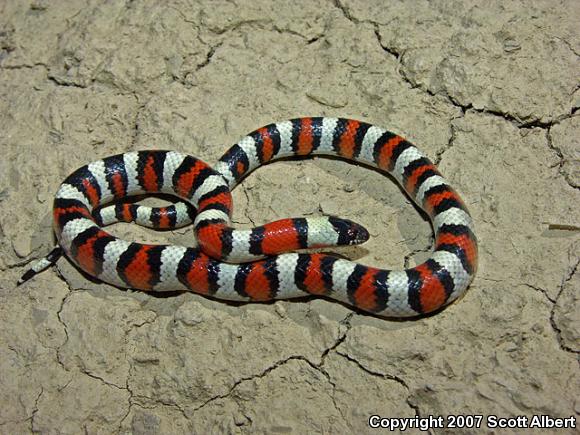 Utah Milksnake (Lampropeltis triangulum taylori)